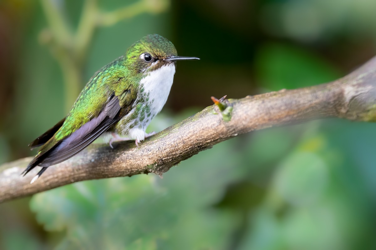 White-booted Racket-tail - Ben  Lucking