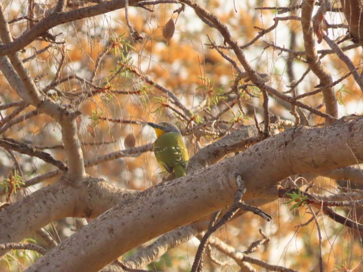 Gray-headed Bushshrike - Lloyd Nelson