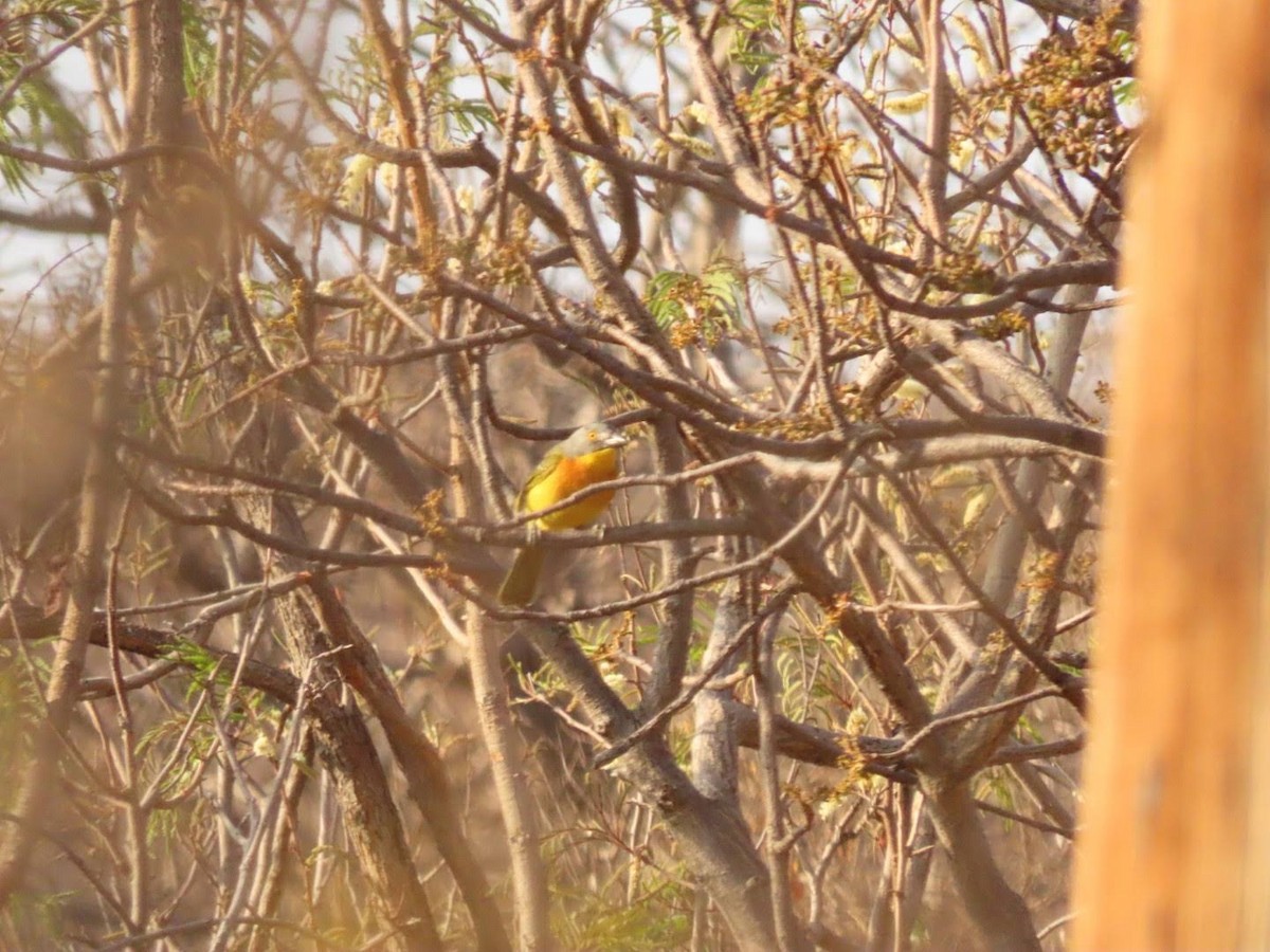 Gray-headed Bushshrike - Lloyd Nelson