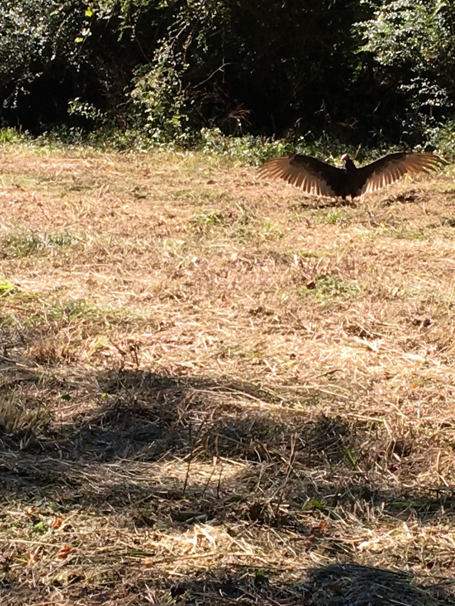 Turkey Vulture - ML372143071
