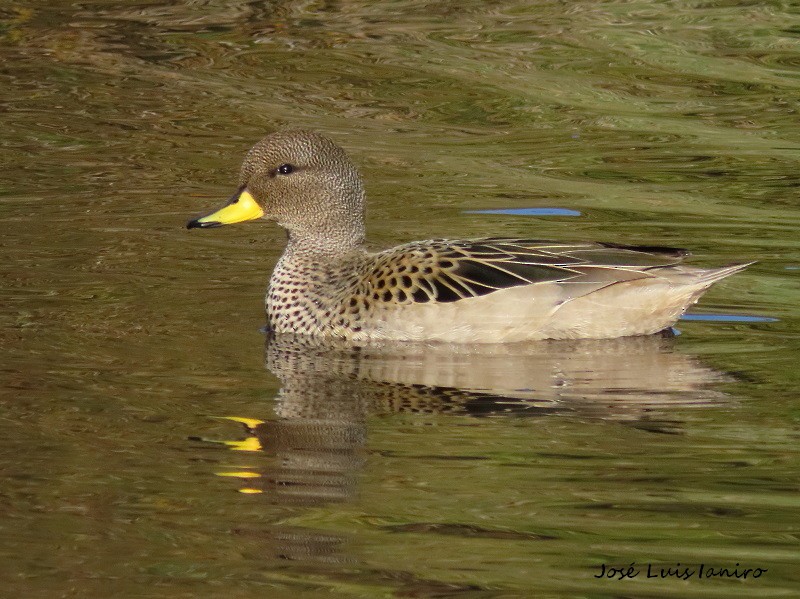 Yellow-billed Teal - ML372143101