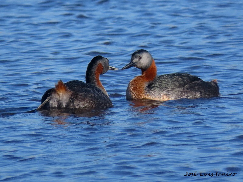 Great Grebe - ML372143171