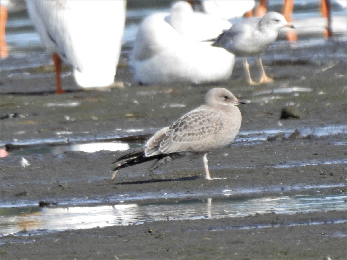 Short-billed Gull - ML372144081