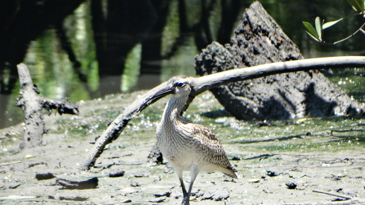 Whimbrel - ML372146081