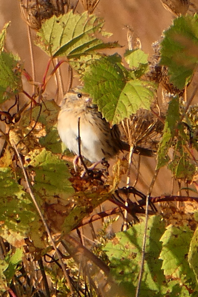 LeConte's Sparrow - ML372146951