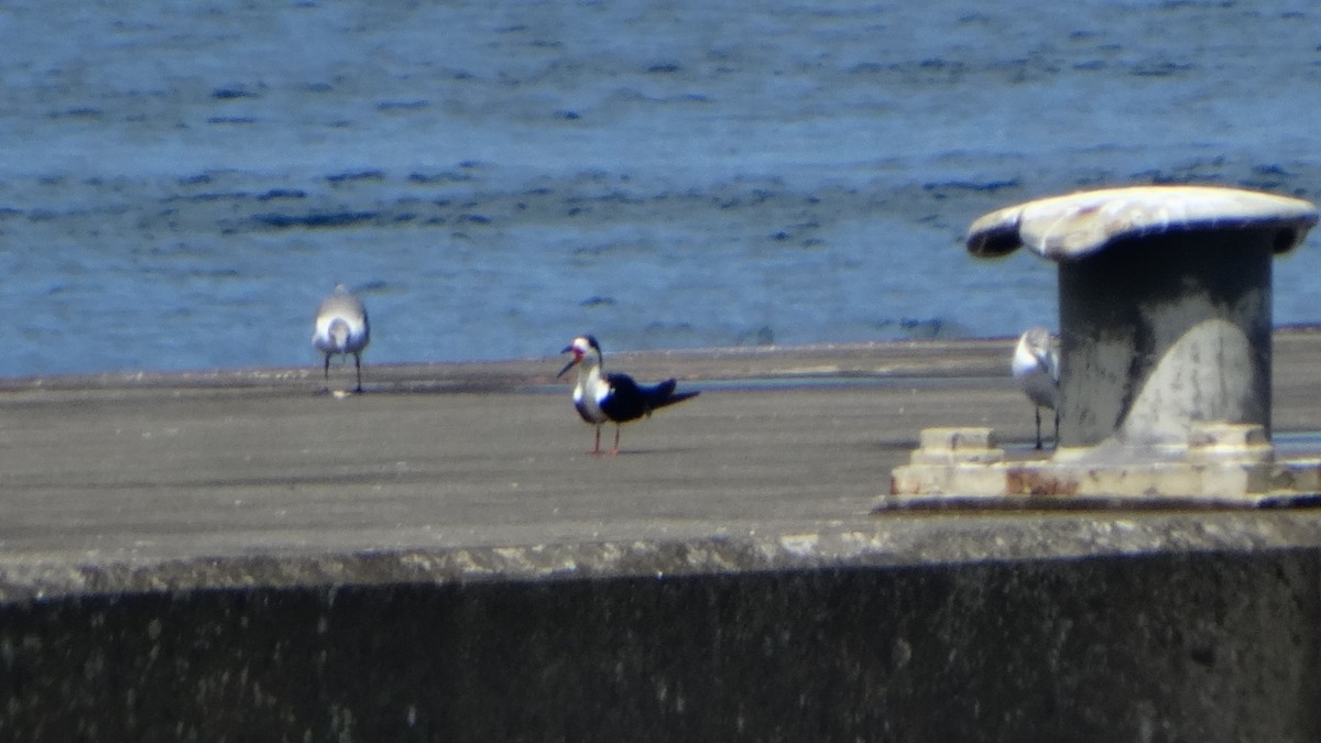 Black Skimmer - ML372147191