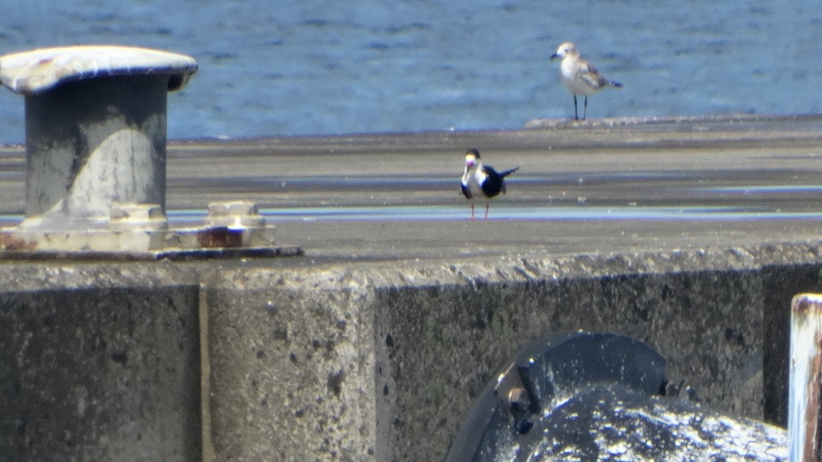 Black Skimmer - ML372147201