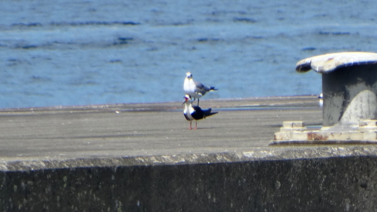 Black Skimmer - ML372147211