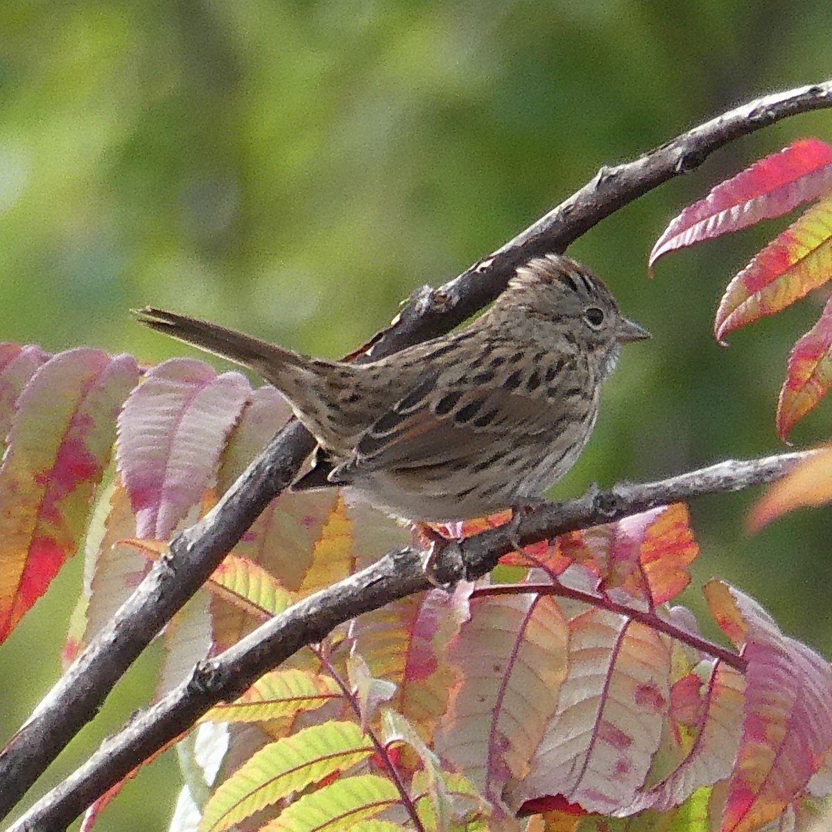 Lincoln's Sparrow - ML372147581