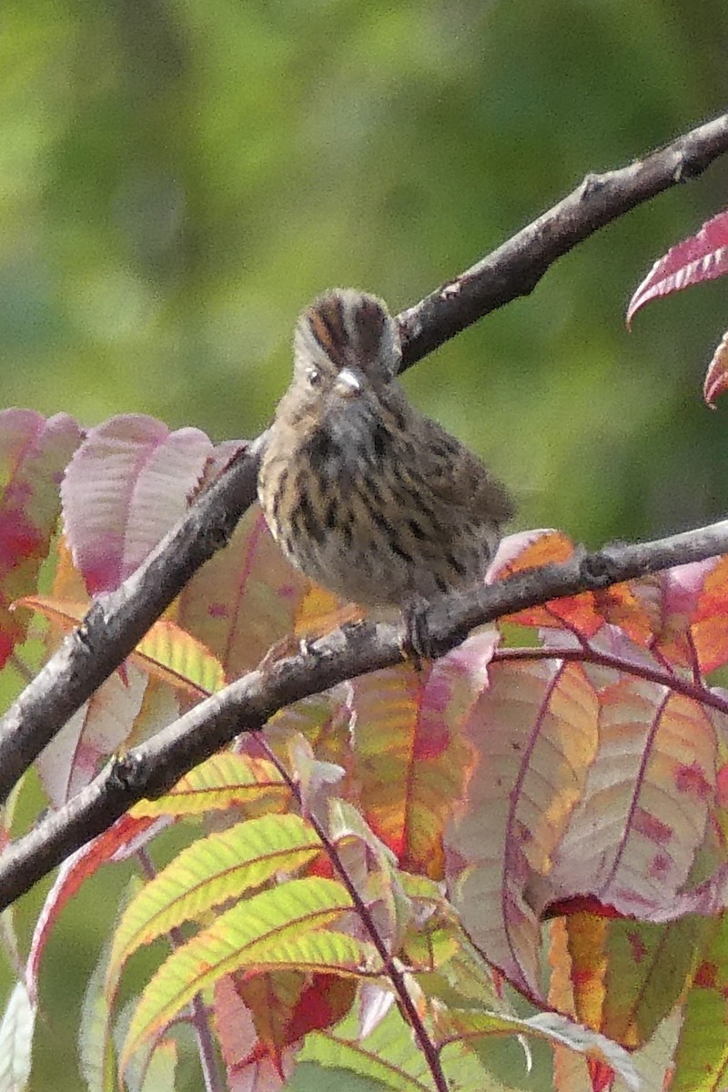 Lincoln's Sparrow - ML372147591