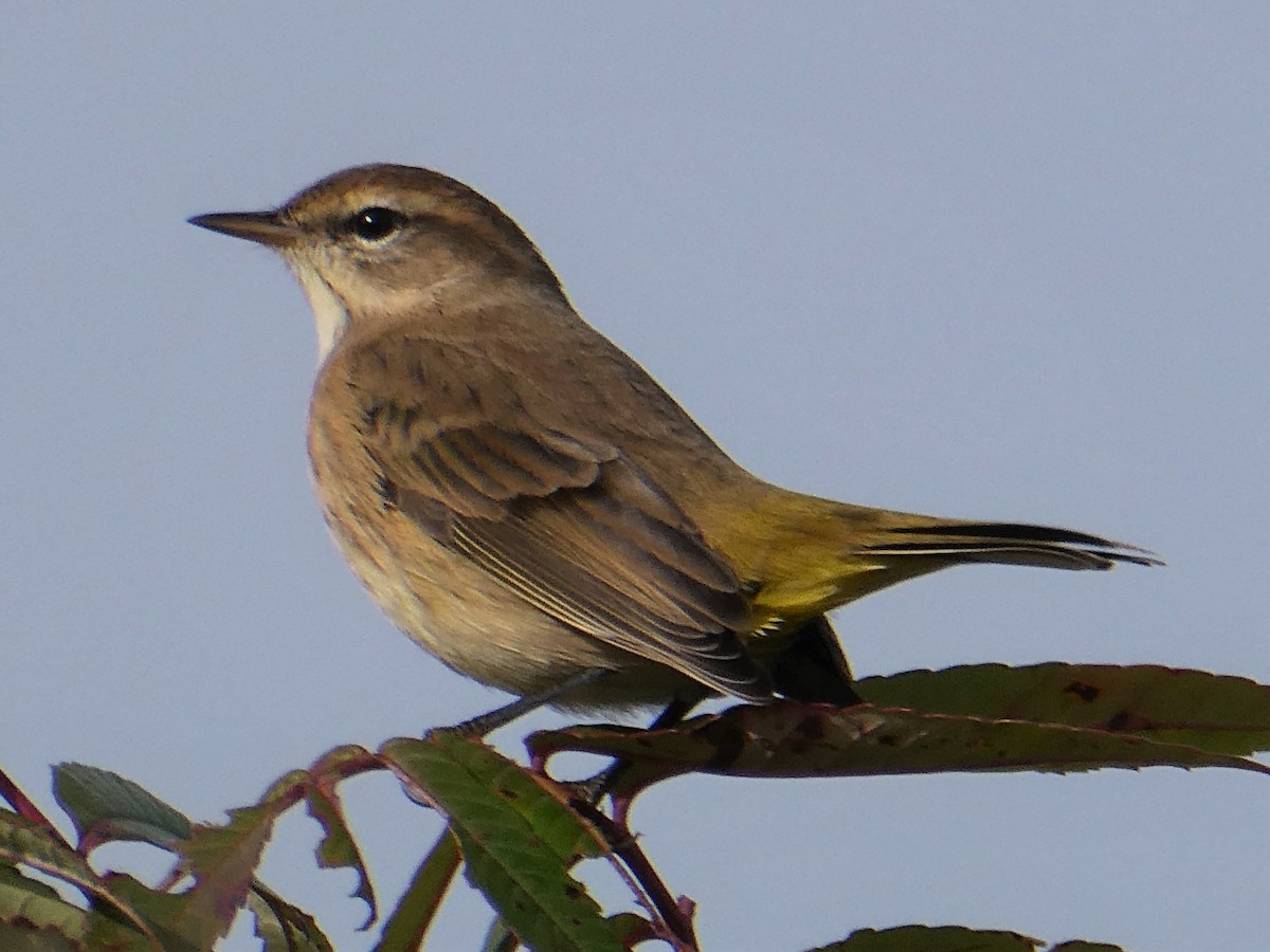 Palm Warbler - ML372147791