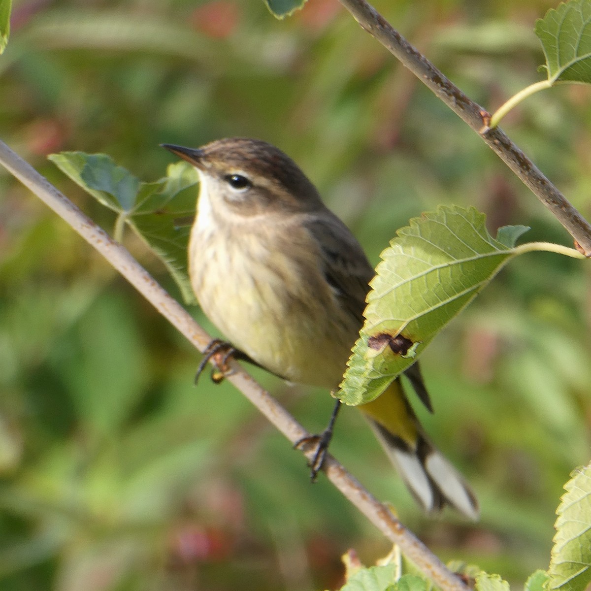 Palm Warbler - ML372148061