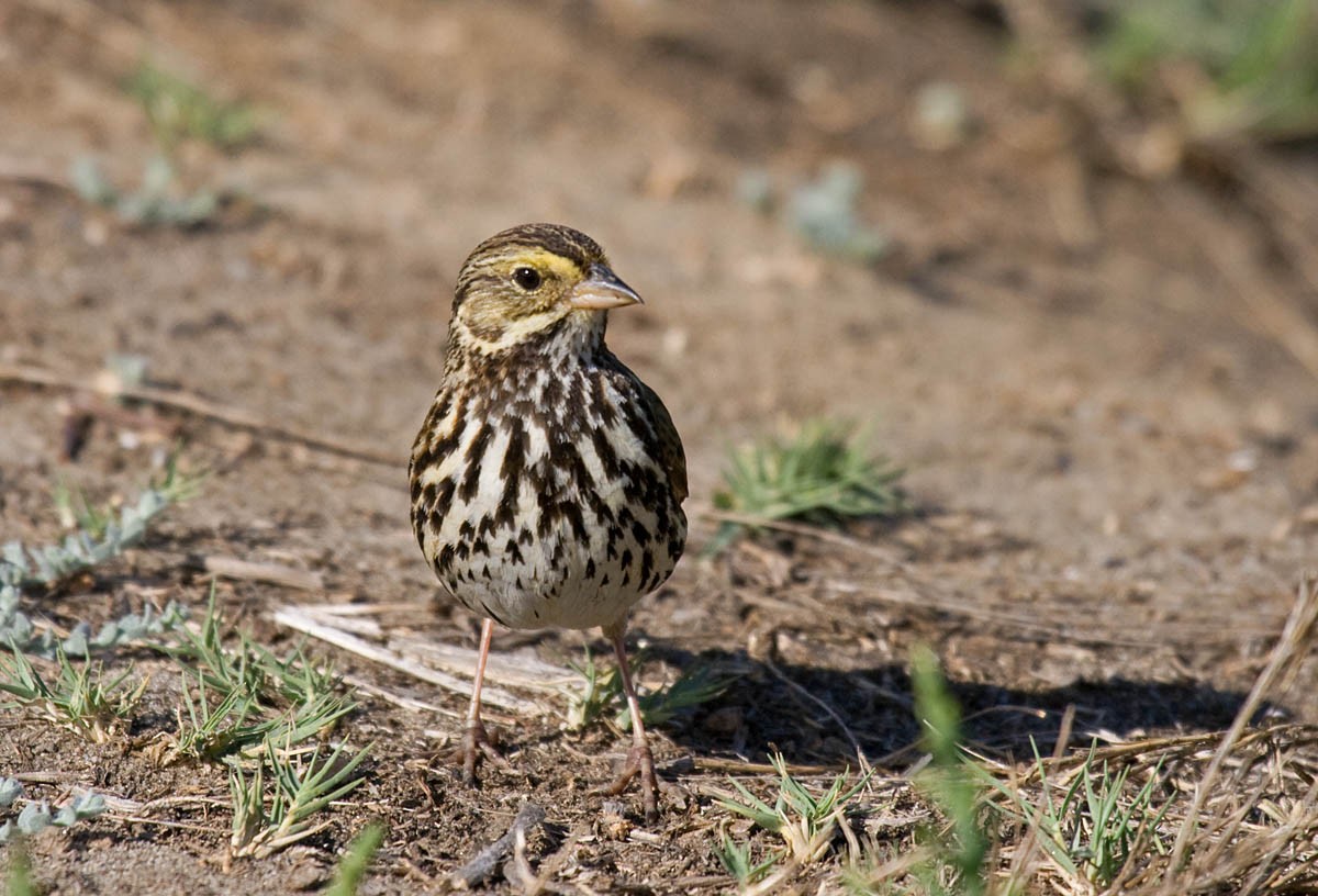 Savannah Sparrow (Belding's) - ML37214811