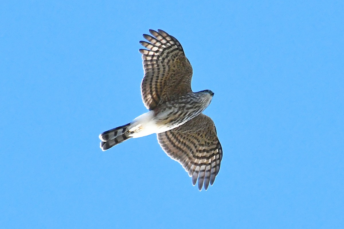 Sharp-shinned Hawk - ML372148131