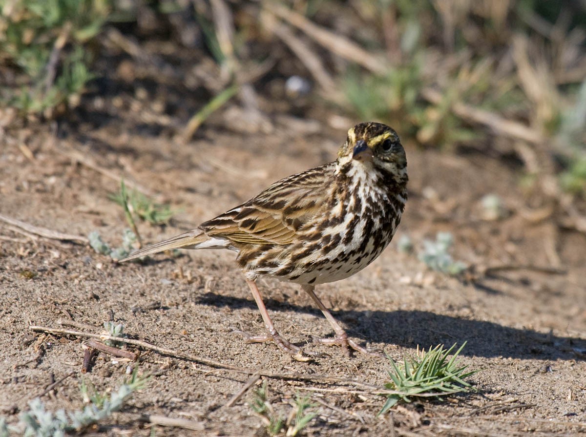 Savannah Sparrow (Belding's) - Greg Gillson