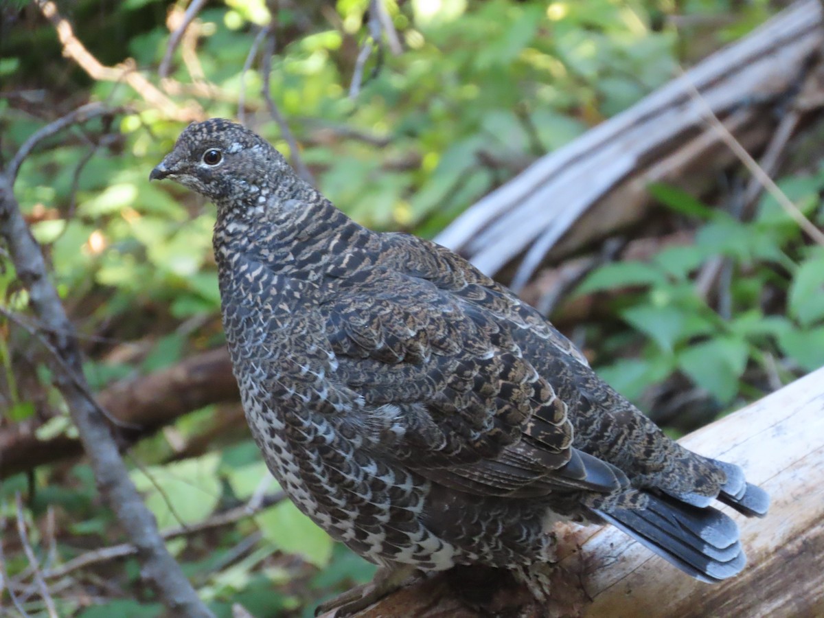 Sooty Grouse - ML372151901