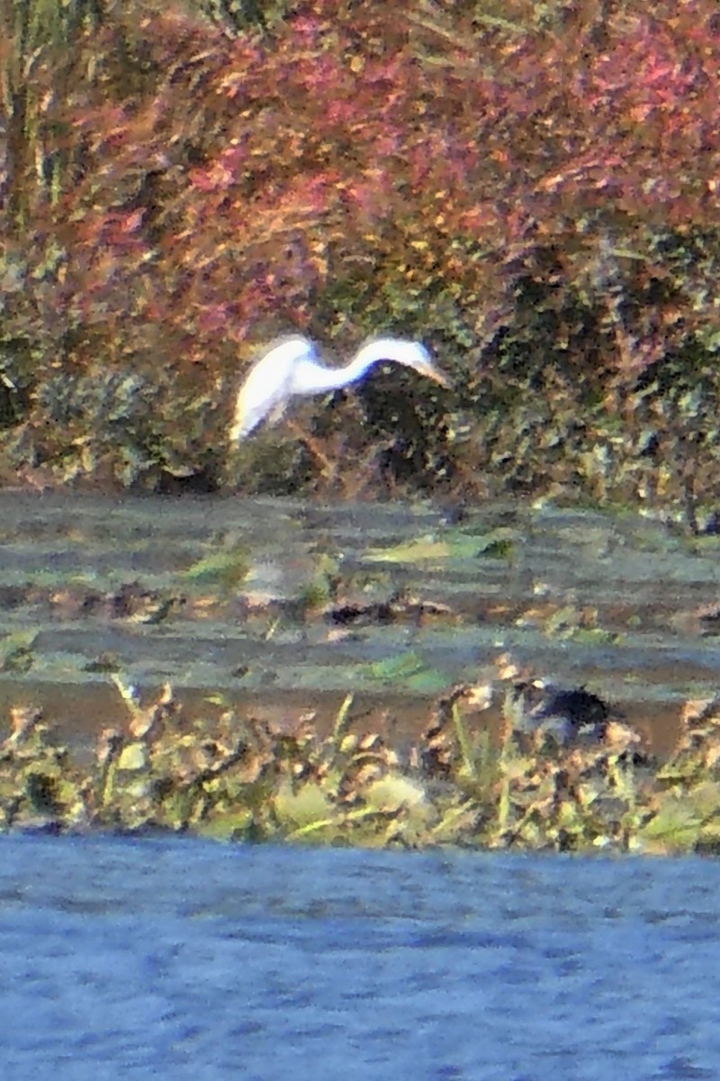 Great Egret - ML372153001