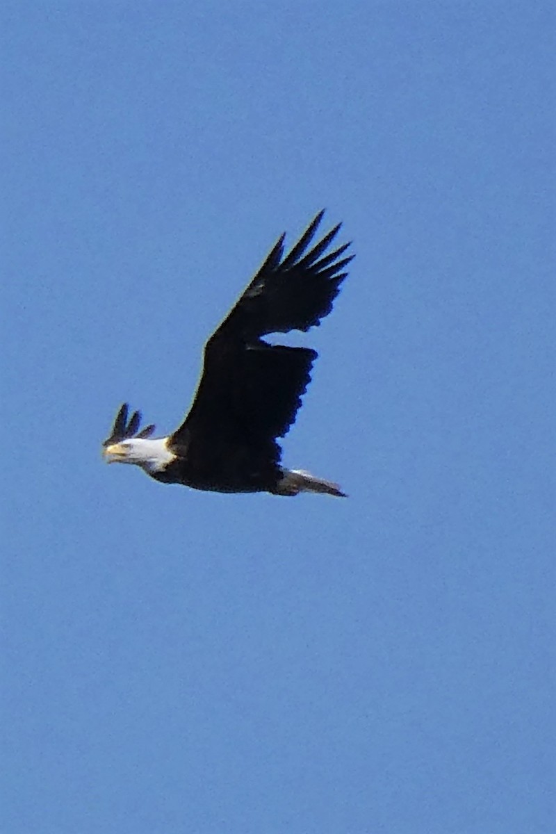 Bald Eagle - ML372153241