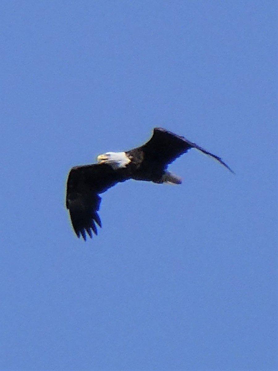 Bald Eagle - ML372153251