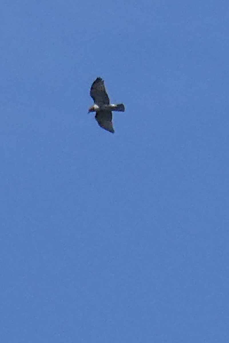 Red-tailed Hawk - ML372153301