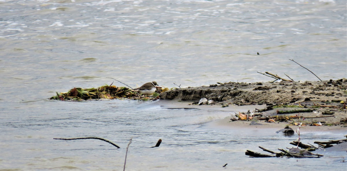 Semipalmated Plover - ML372153401