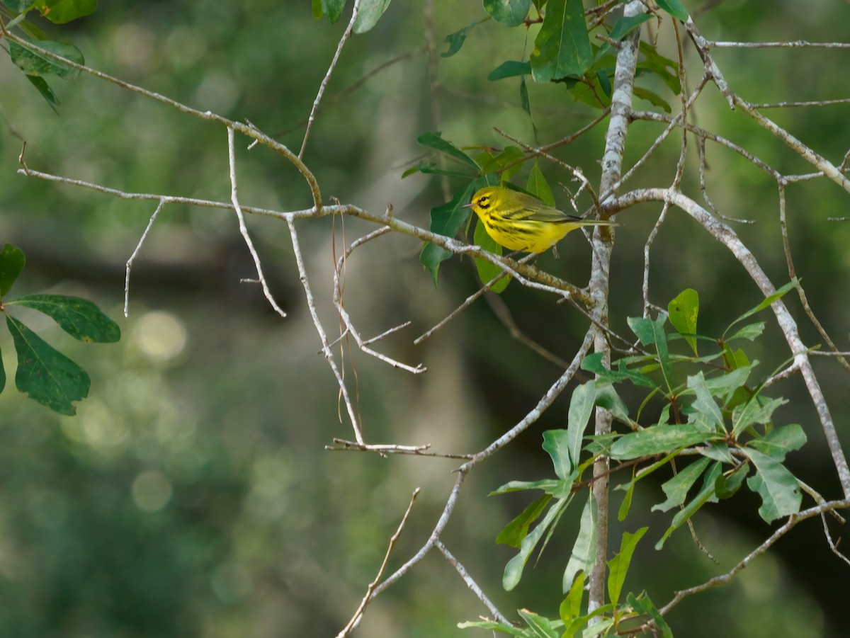 Prairie Warbler - ML372154981