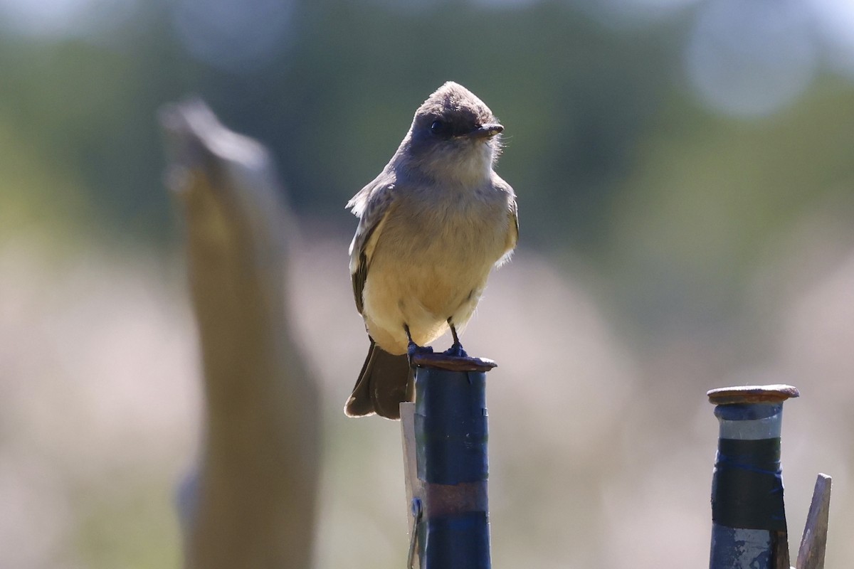 Say's Phoebe - Michael Lanzone