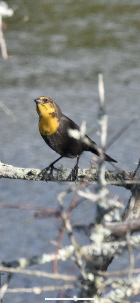 Yellow-headed Blackbird - ML372155921