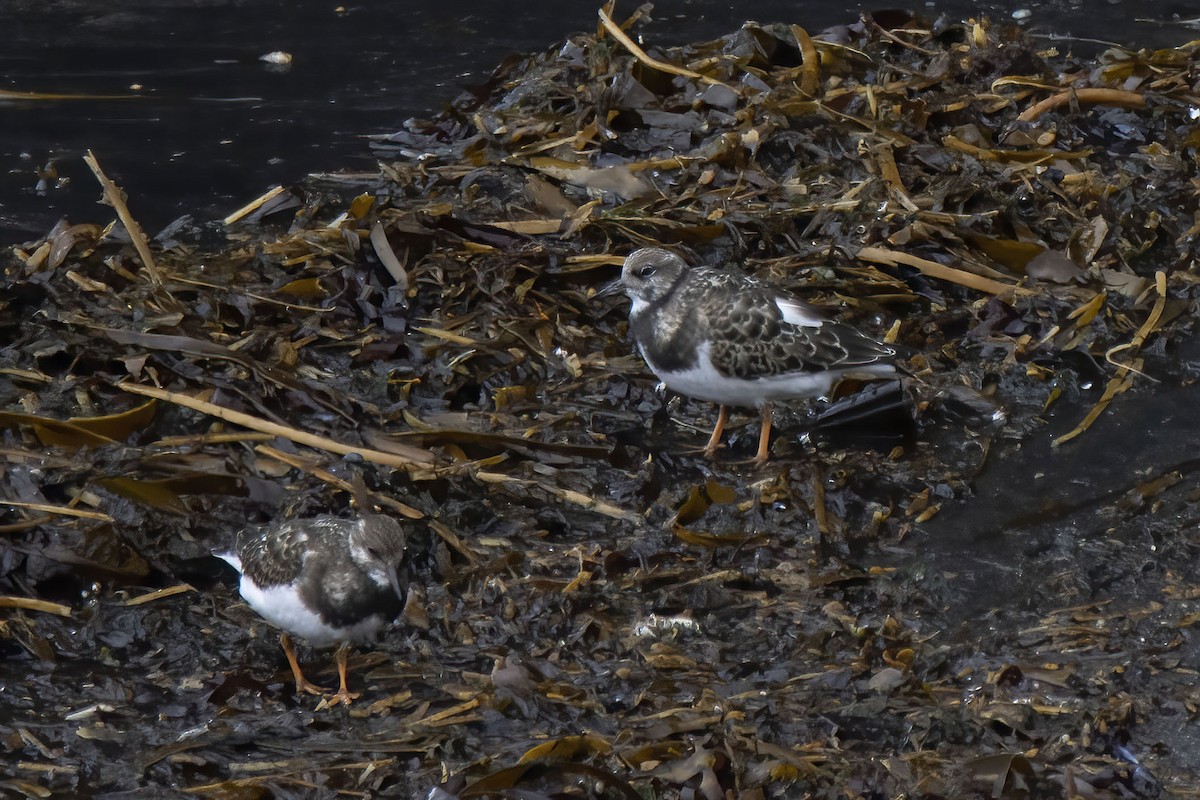 Ruddy Turnstone - ML372156821