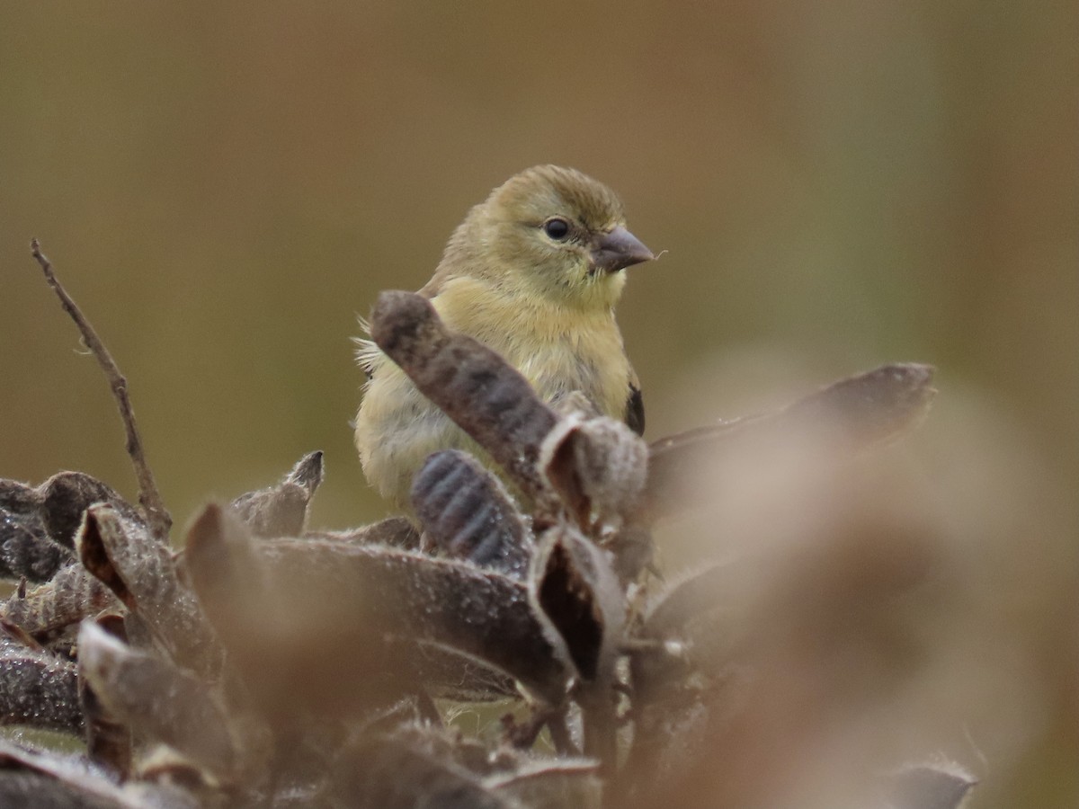 American Goldfinch - ML372157351