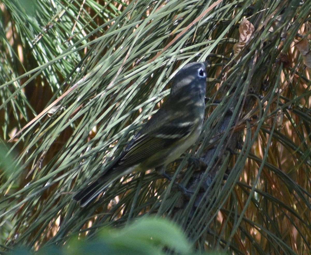 Cassin's Vireo - ML372159151