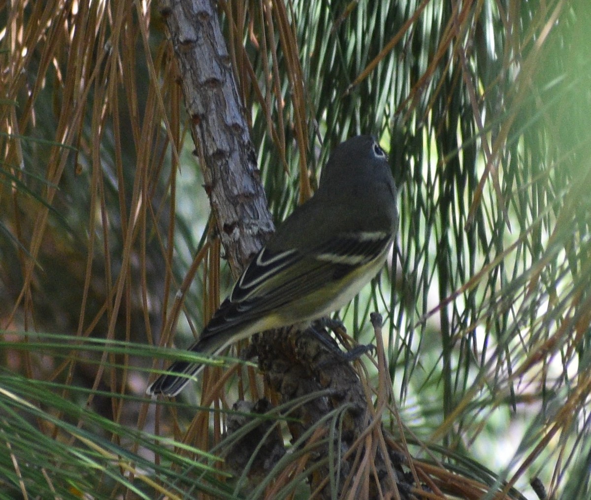 Cassin's Vireo - Peter Olsoy