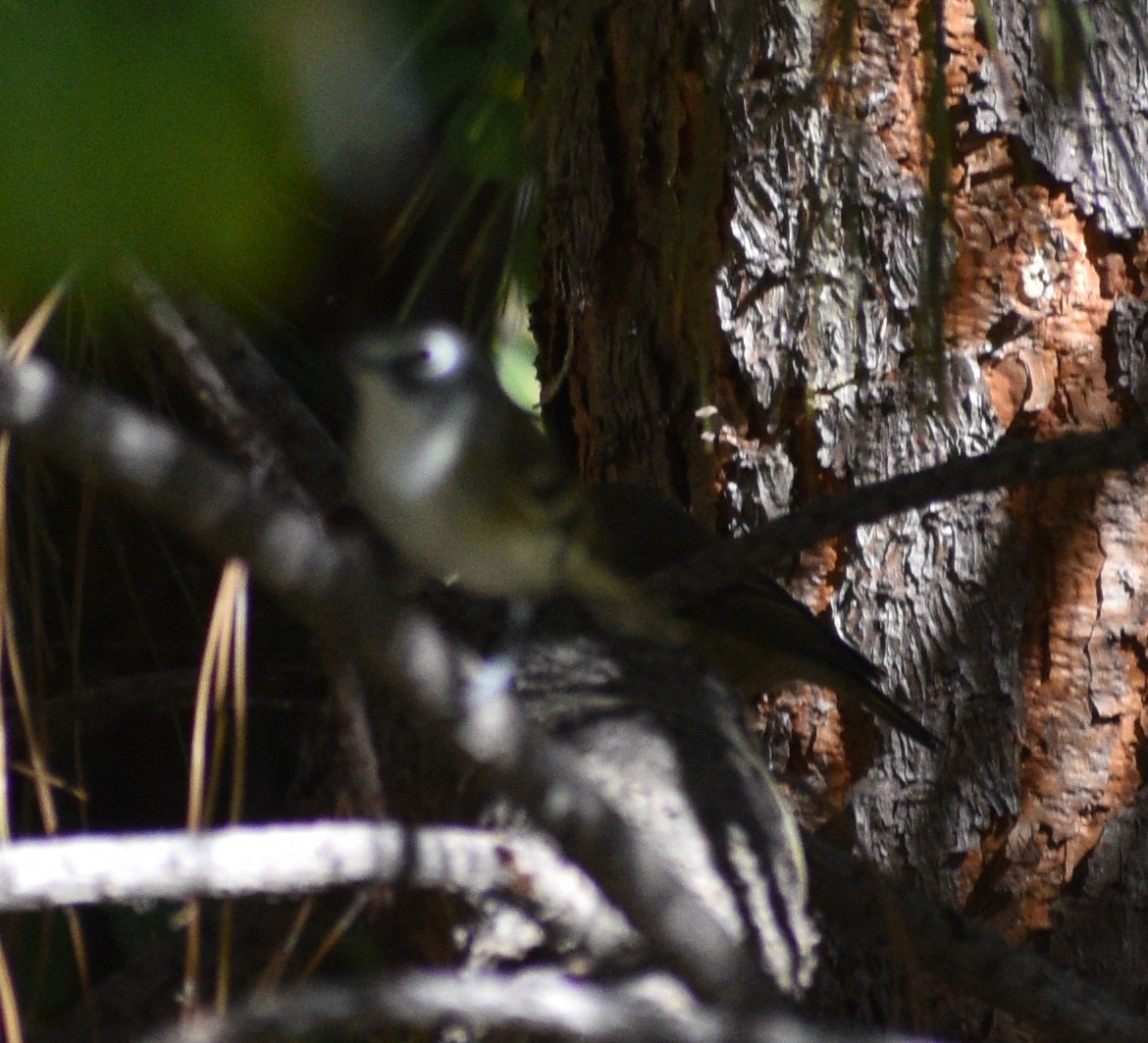 Cassin's Vireo - Peter Olsoy