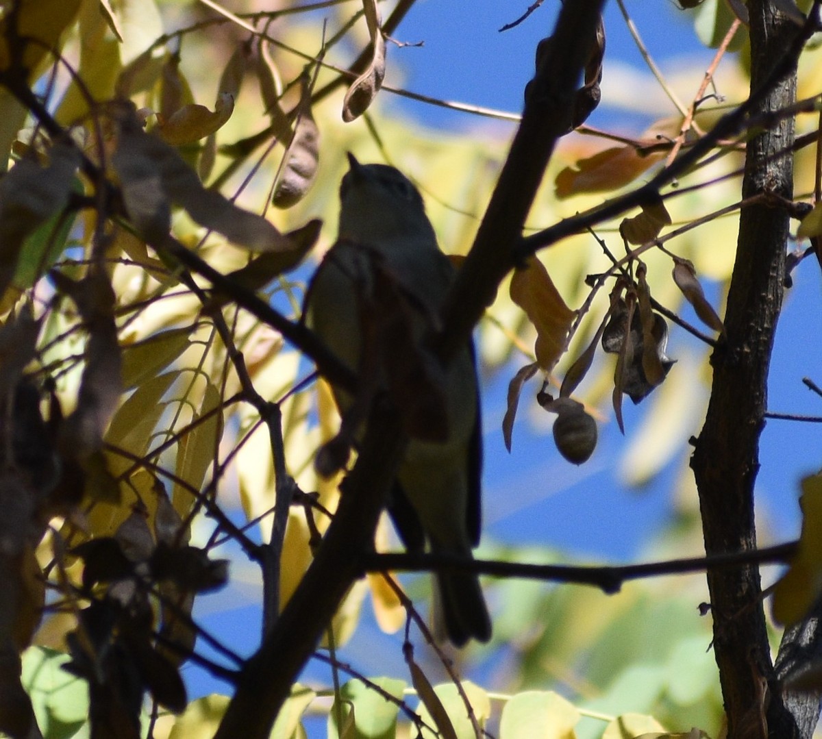 Cassin's Vireo - ML372159201