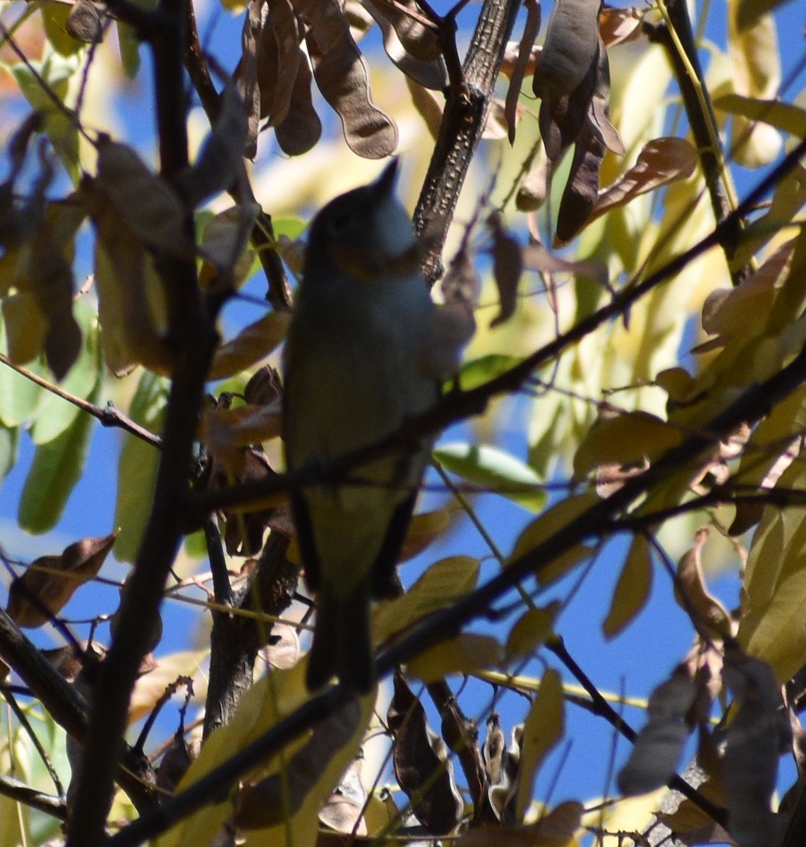 Cassin's Vireo - Peter Olsoy