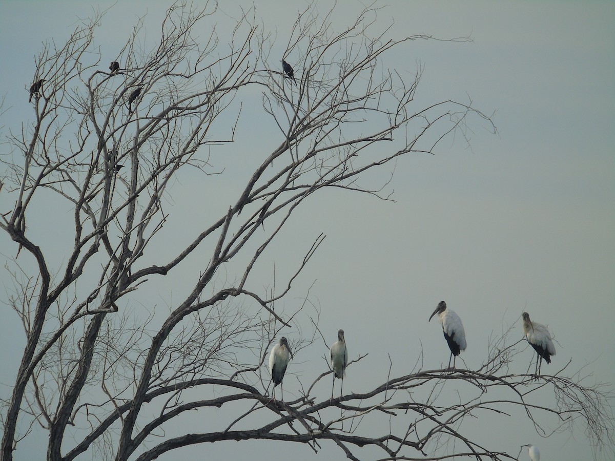 Wood Stork - Eduardo Acevedo