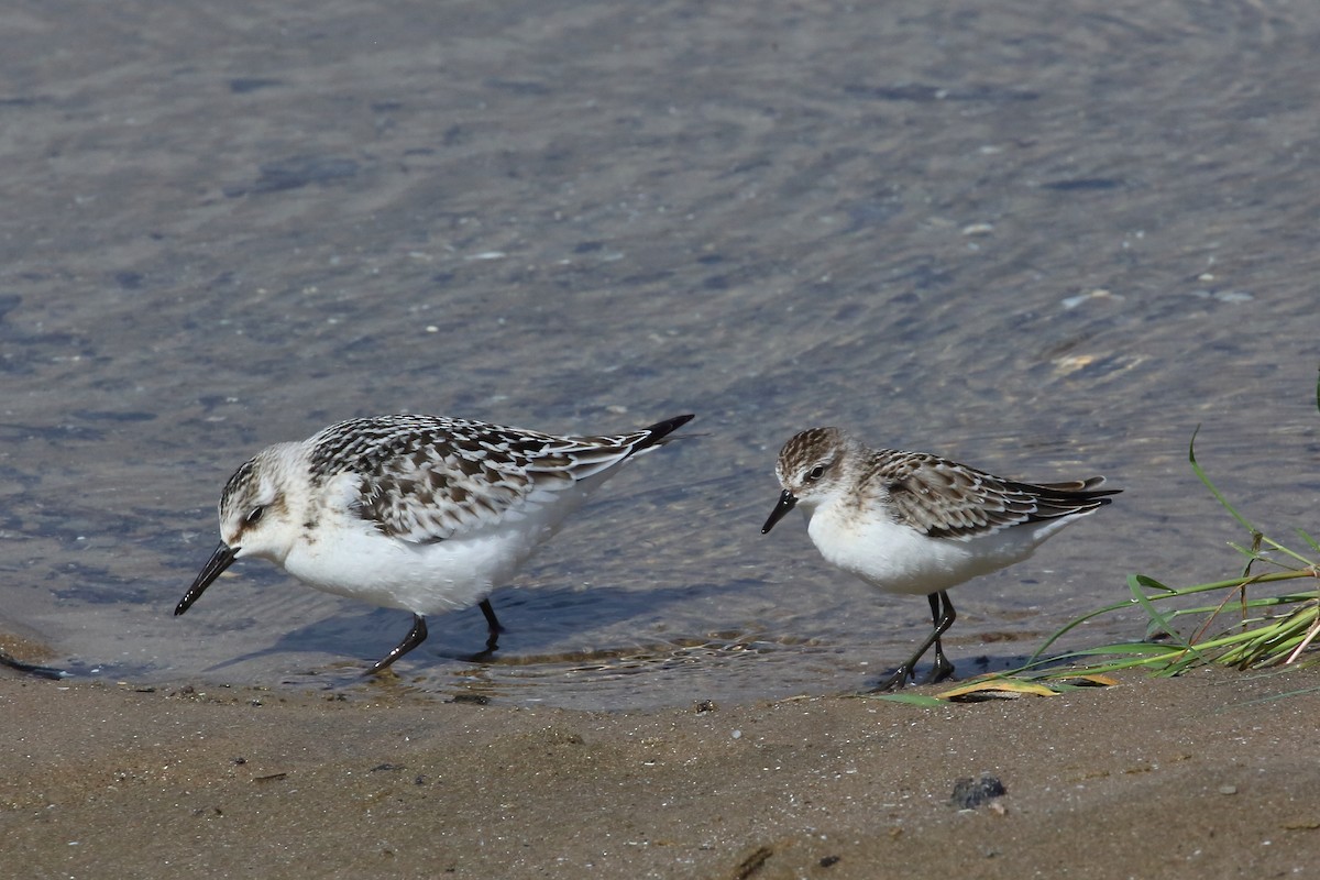 Semipalmated Sandpiper - Bruce Robinson