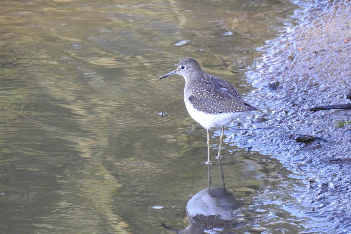 Solitary Sandpiper - ML372163781