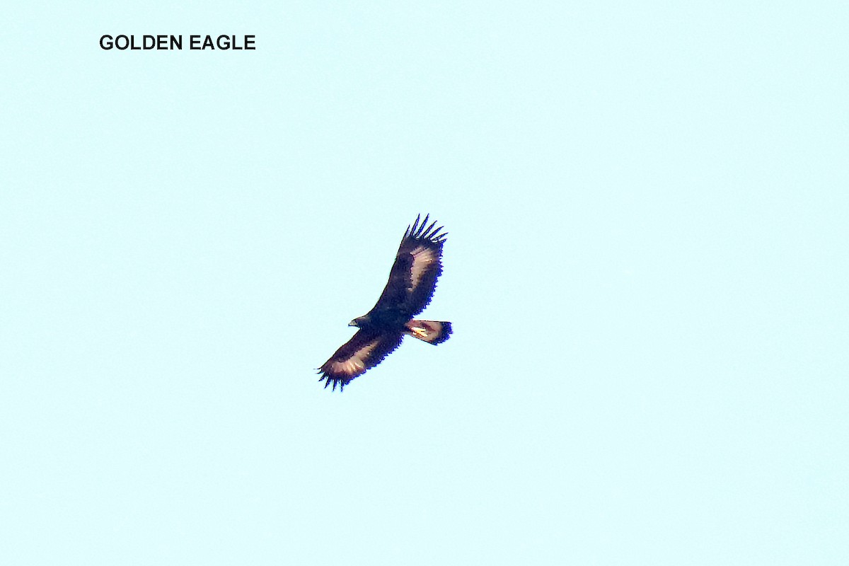 Golden Eagle - ML372164071