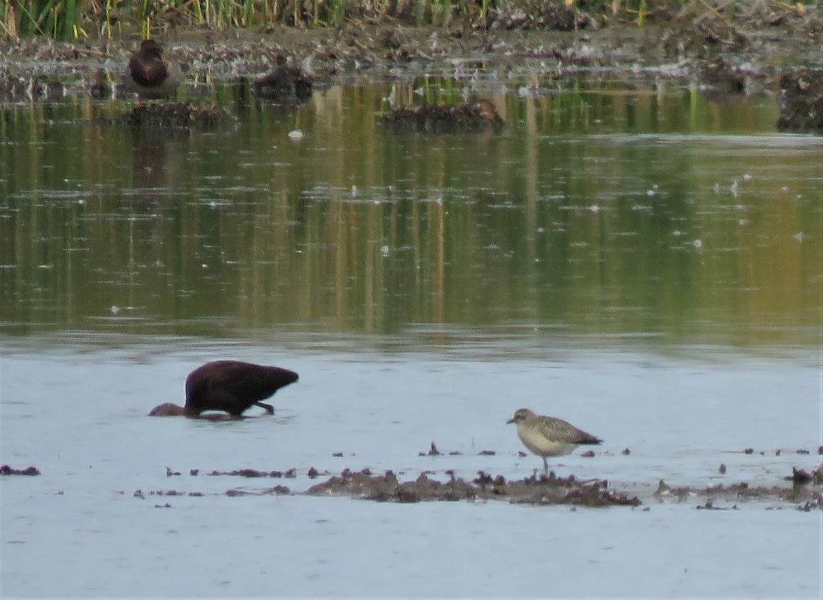 Black-bellied Plover - ML372165071