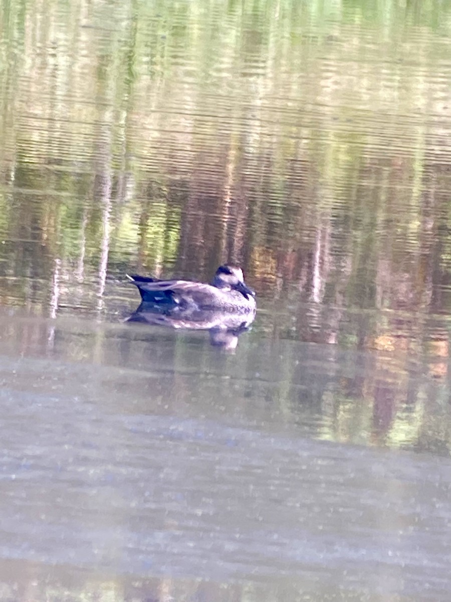 Gadwall - ML372165131