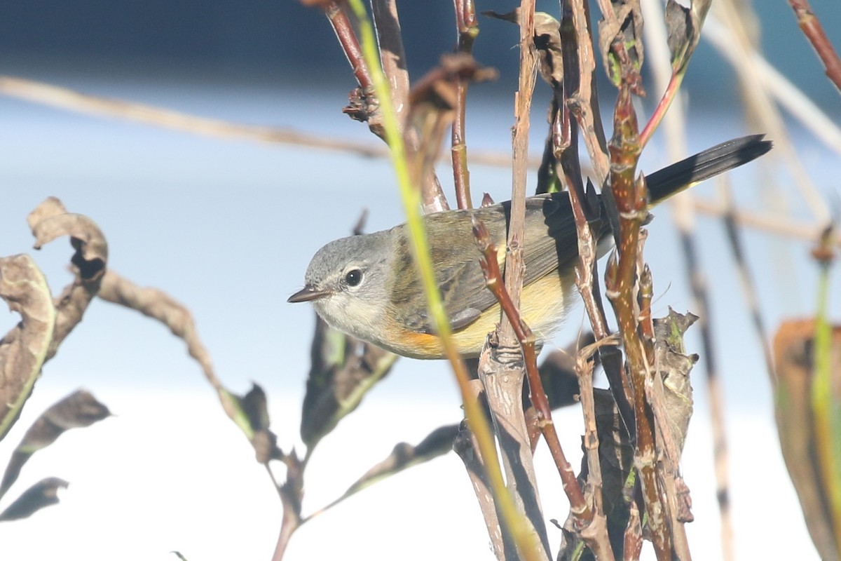 American Redstart - ML372166981