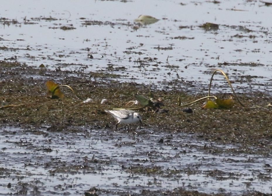 Bécasseau sanderling - ML372167281