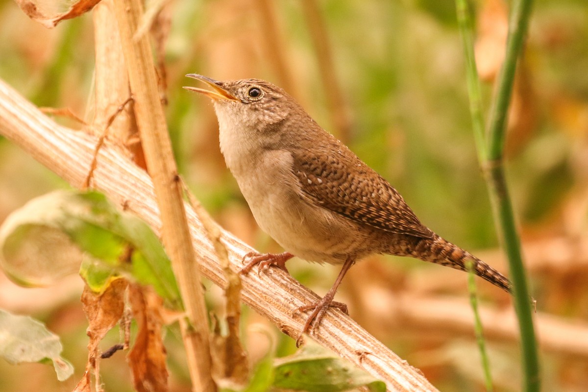 House Wren - ML372168321