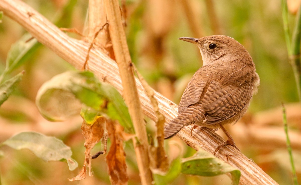 House Wren - ML372168331