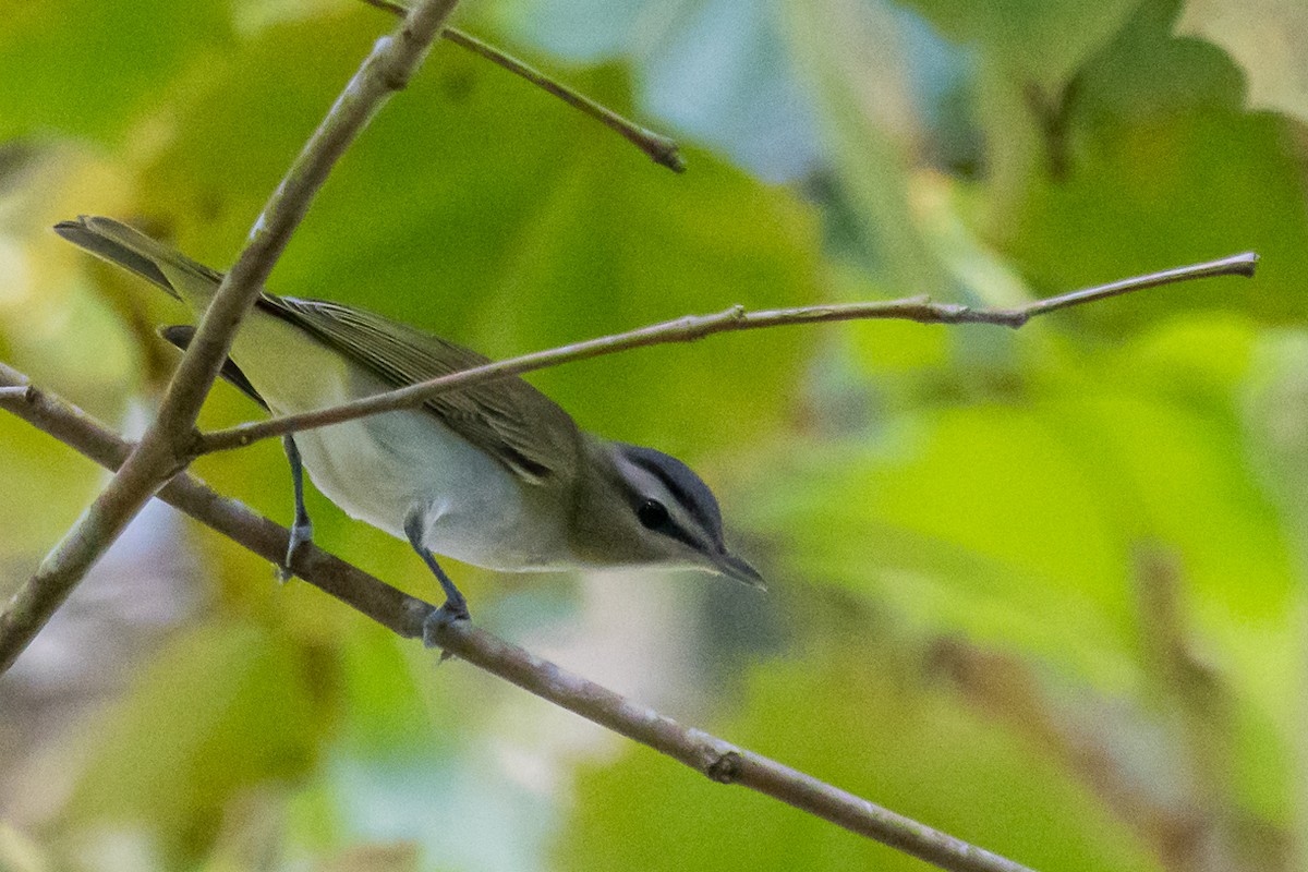 Red-eyed Vireo - ML372169931