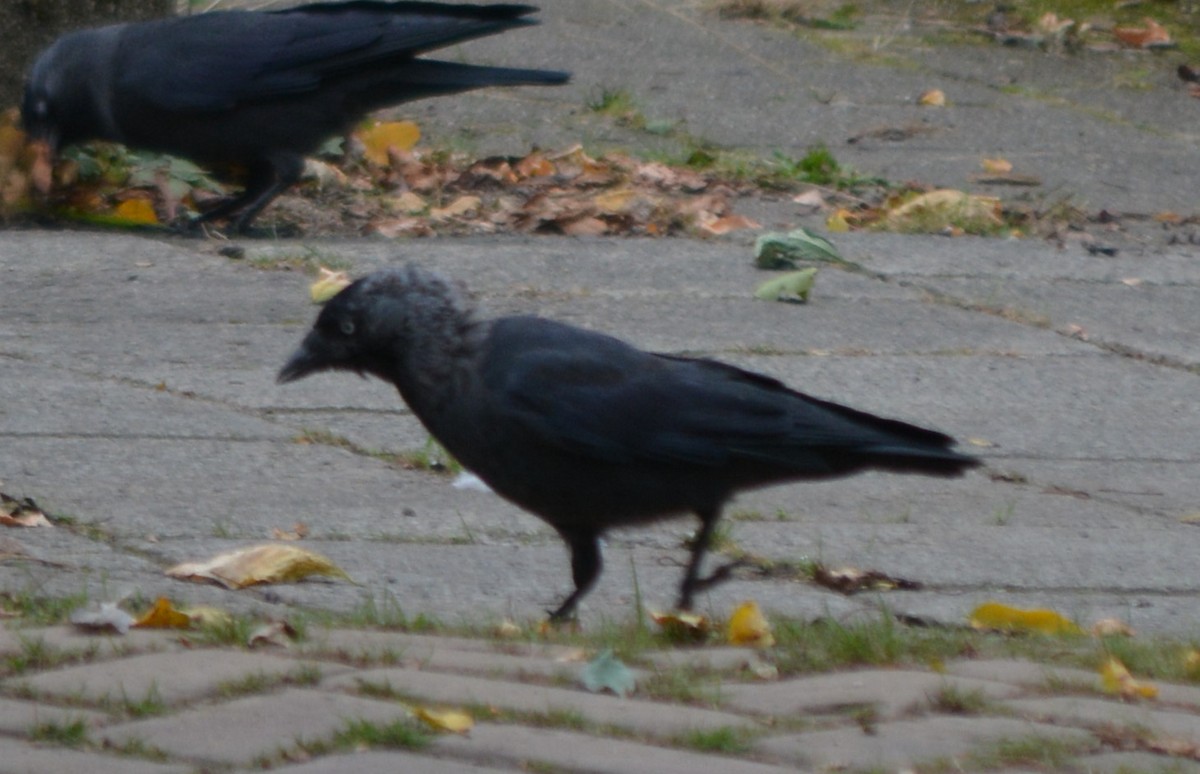 Eurasian Jackdaw - ML372171701