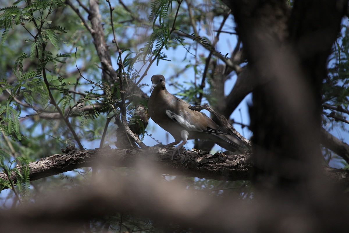 White-winged Dove - Guy David