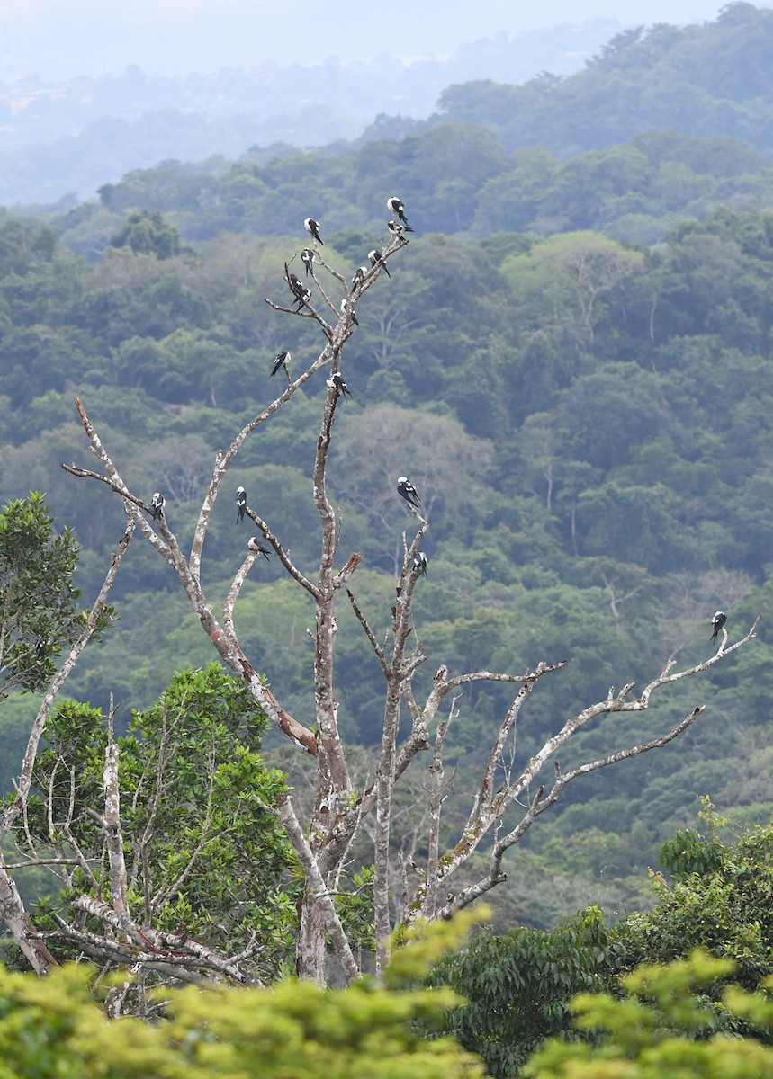 Swallow-tailed Kite - ML372174471