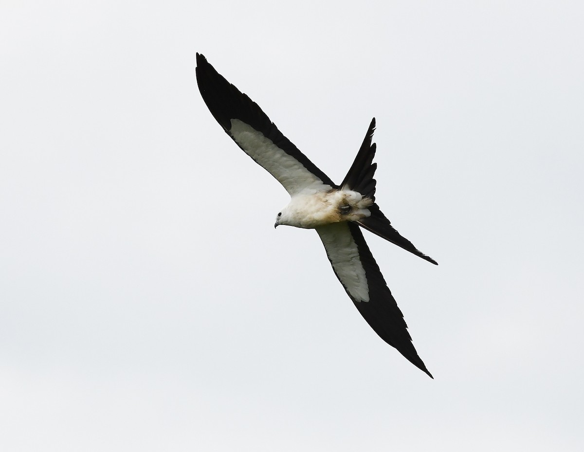 Swallow-tailed Kite - ML372175371